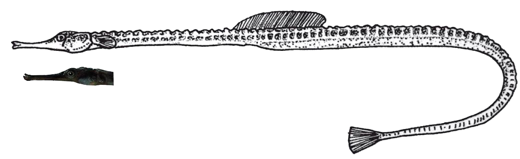 Syngnathus phlegon_01.jpg